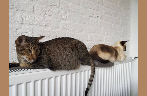 Samen op de kachel