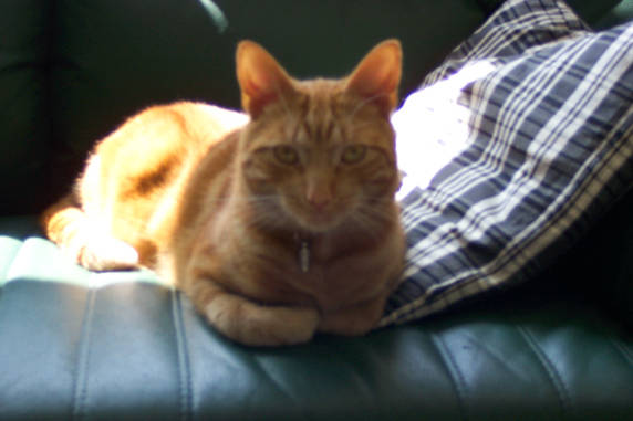 Lieve Pixel
