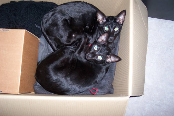 Samen in een doos.............