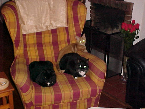 Kattenspul