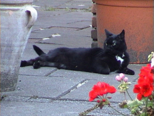 Thommy, lekker in de tuin