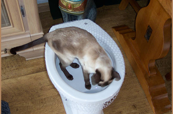Waar is nu dat water??