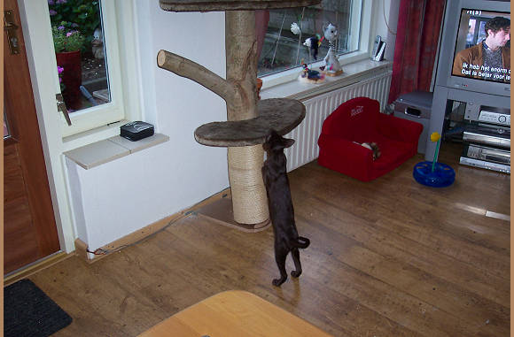 De katten mochten de kamer weer in......
