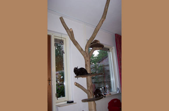 3 plankjes?? 4 katten!!!  lol