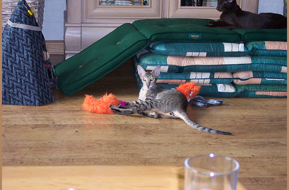 Spelen..................
