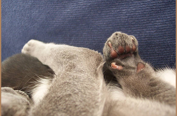Kleine pootjes.