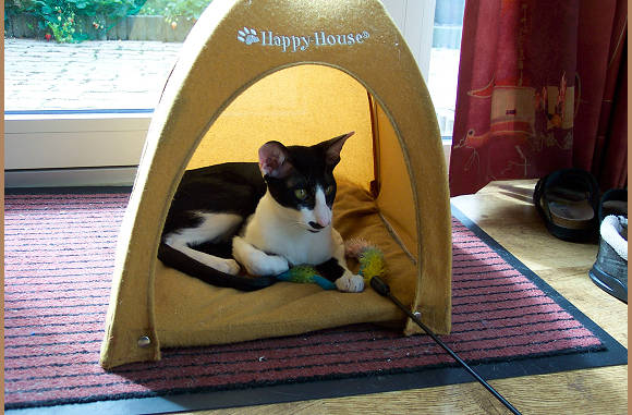 Appie ook in de tent.