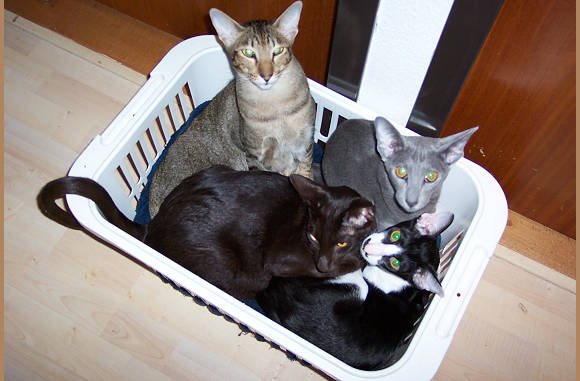 Ook de wasmand is favo.