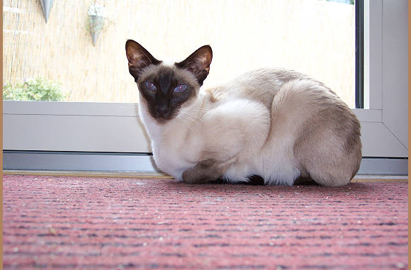 Cailin lekker op de mat.