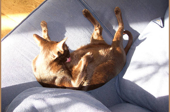 Wasbeurt in de zon.