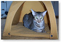 Alexa ook eens in de tent.