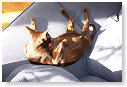 Wasbeurt in de zon.