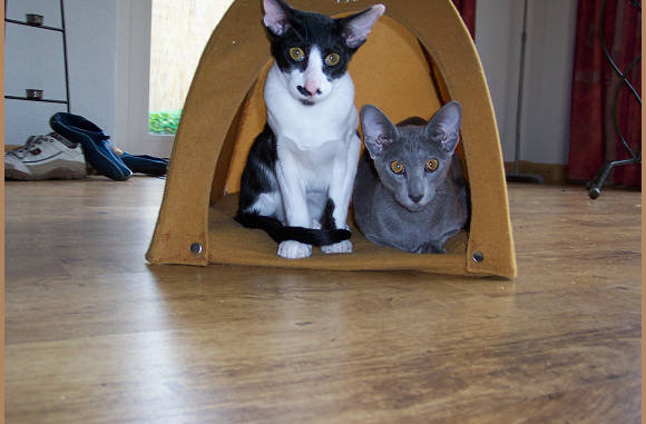 Samen in de tent.