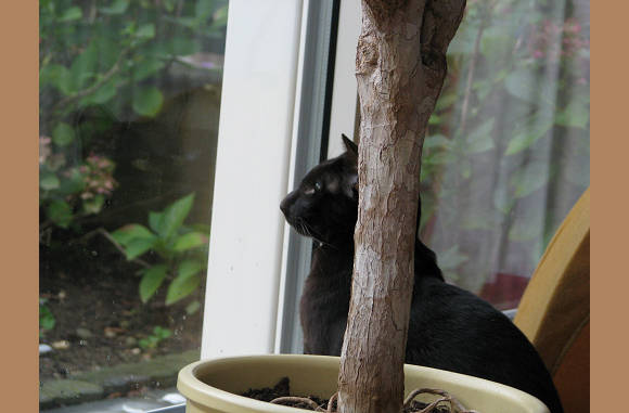 Lady ziet ze vliegen.