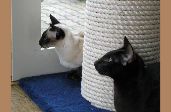 Waar is die duif nu?