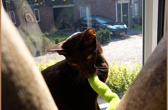 Lady speelt zelf wel ff.