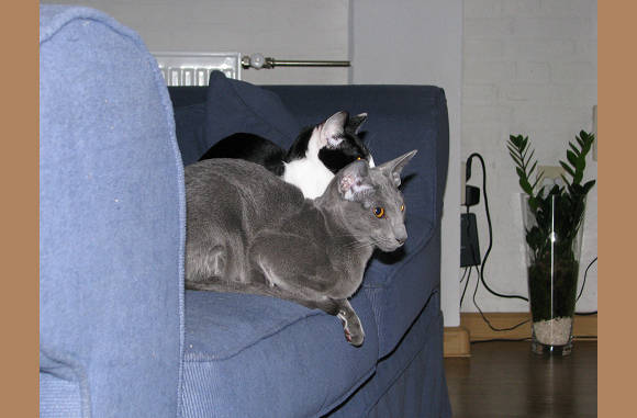 Wij willen niet meer.