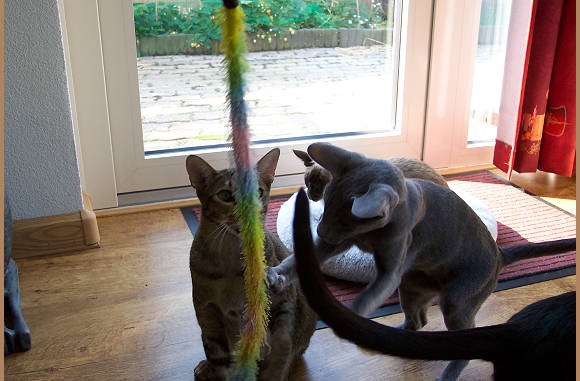 Je moet wel dat ding heen en weer doen.