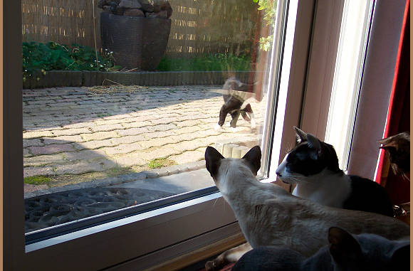 He was dat, das de kat van de buren.