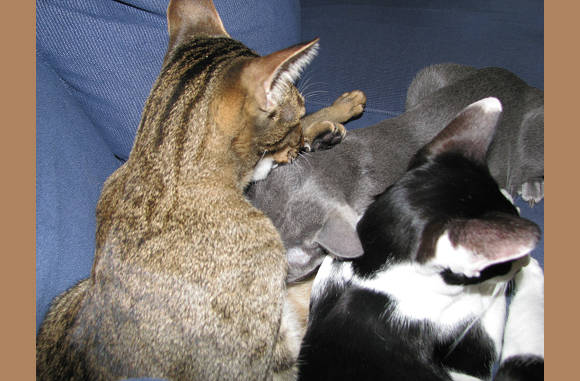 Wat een kluwe kat.