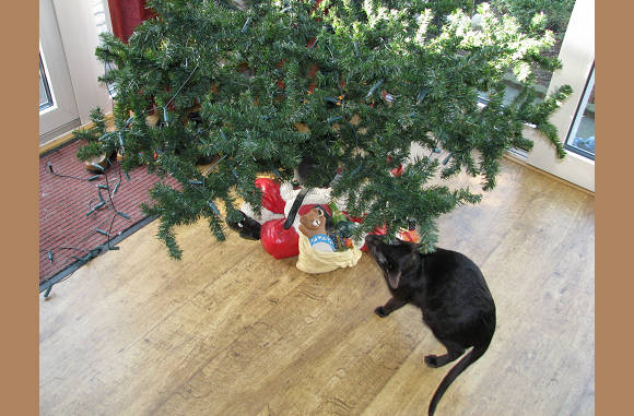 Lady inspecteert de standaard.