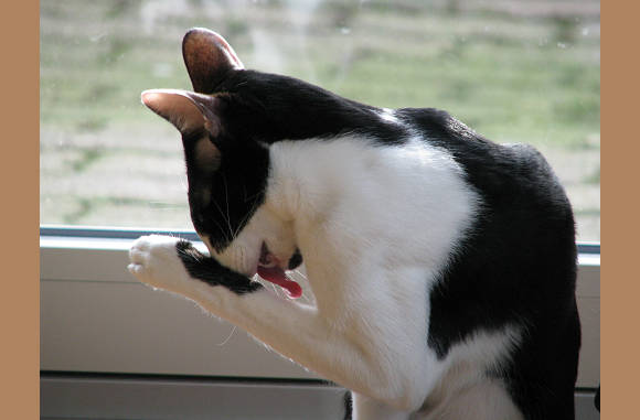 FF wassen.
