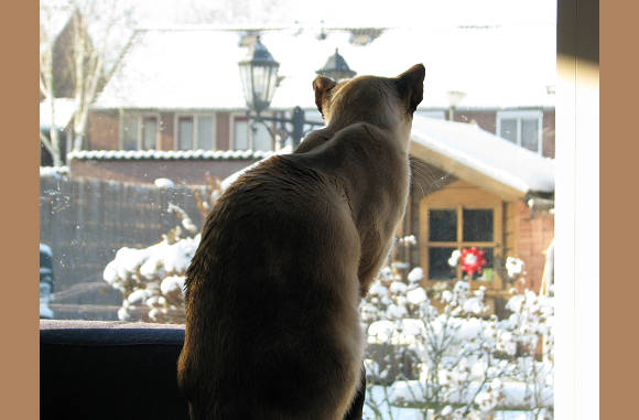 Wat een witte wereld buiten.