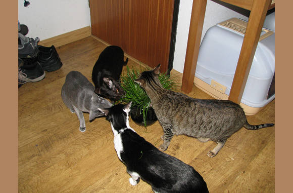 Lekker gras.