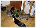 Lekker gras.