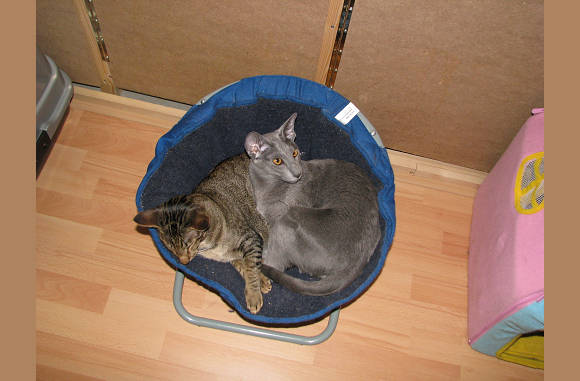 En dan te bedenken dat hier eerst 6 kittens in gelegen hebben samen met alexa