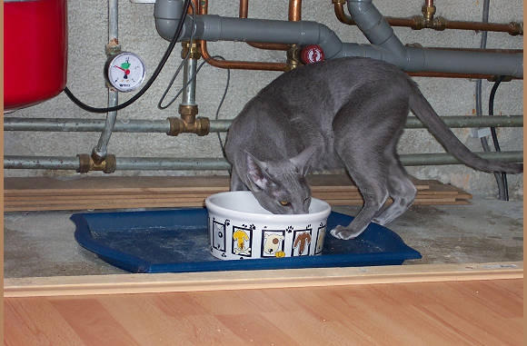 Drinken is ook een optie