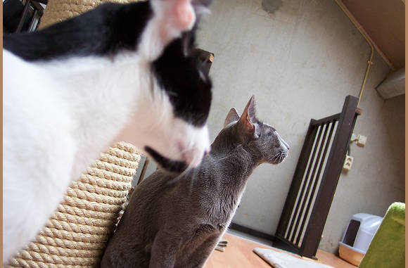 Hoog.....kijk omhoog....