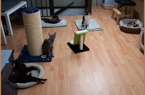 5 katten op hun eigen zolder