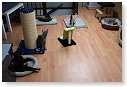 5 katten op hun eigen zolder