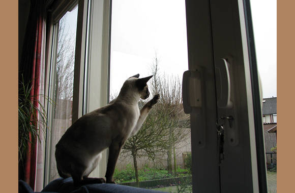 Wat zit er op dat raam?