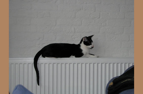 Appie wil ook wel es op de verwarming zich uitstallen
