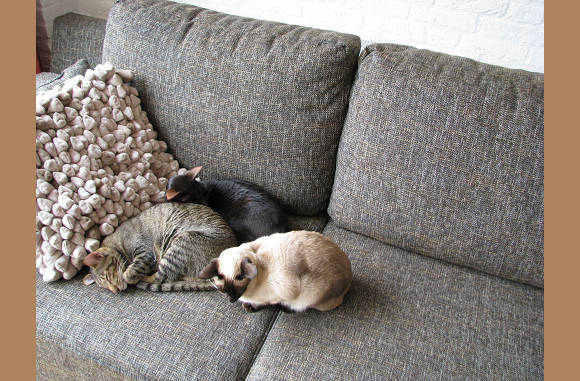 Lekker samen liggen.