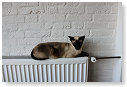 De radiator is warmer