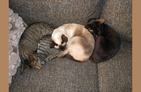 Samen slapen