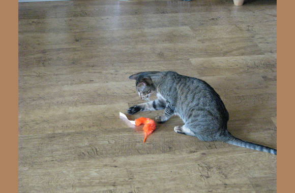 Beetje spelen met een beessie