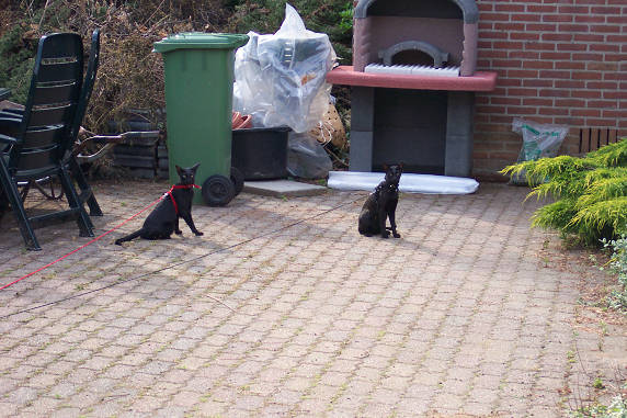 Naar buiten aan een lijntje....