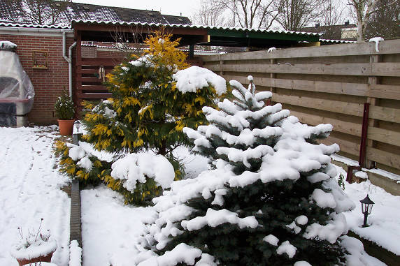 Wintertijd in Lady Cat's tuin.....