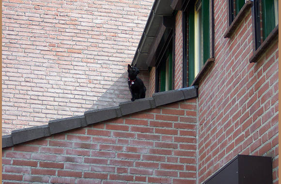 Ik ben de baas.......