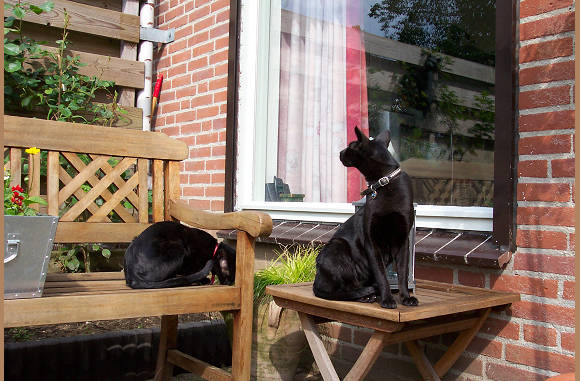 Neem toch een muis.....