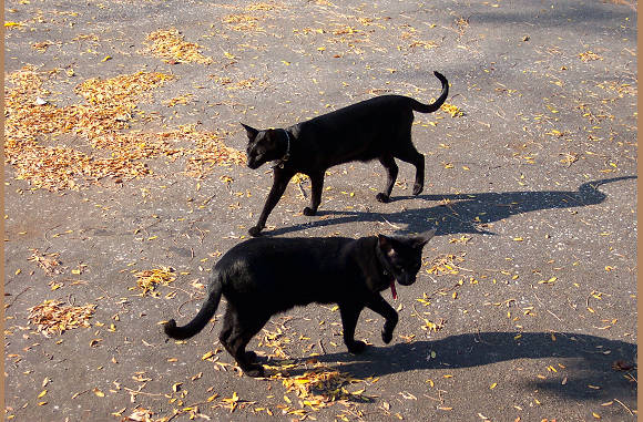 Me and my shadow.......