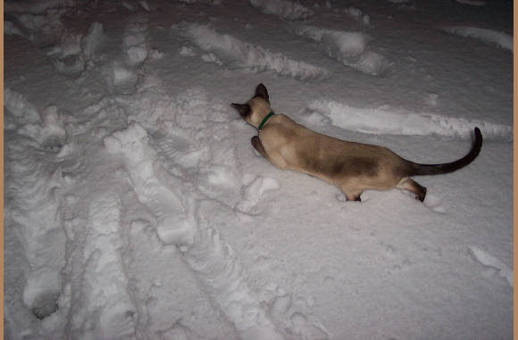 Cailin's eerste stapjes in de sneeuw, ze vond het niks......