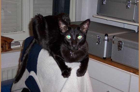 Mazzel dat katten zo goed zijn in balanceren....
