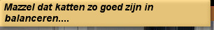 Mazzel dat katten zo goed zijn in balanceren....