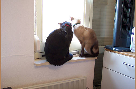 Buurkatten weer buiten???