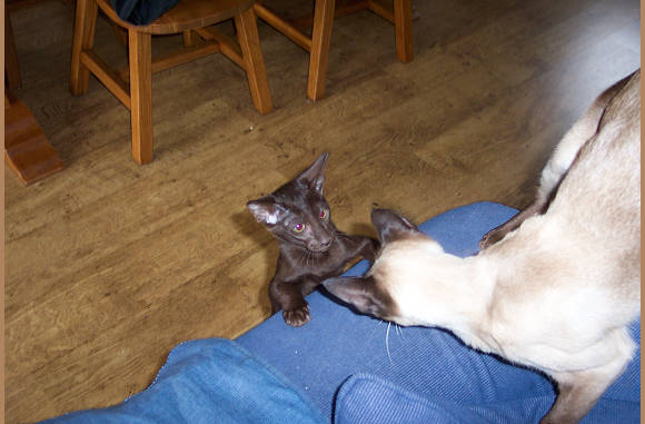 Ken net.....  Hoi Cailin......